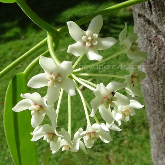 Fleur Hoya australis ssp. melanesica IML 0144 , plante tropicale rare cultivée par Hoya Paradis en Guadeloupe