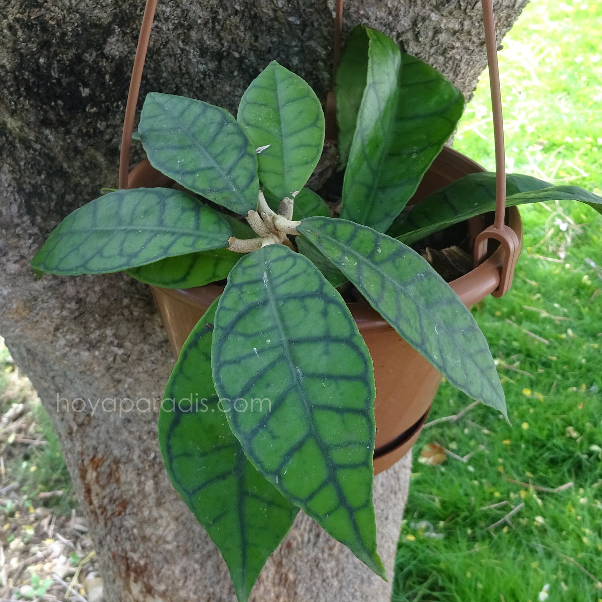 Plante Hoya callistophylla long leaf au feuillage décoratif, plante tropicale exotique proposée par Hoya Paradis en Guadeloupe