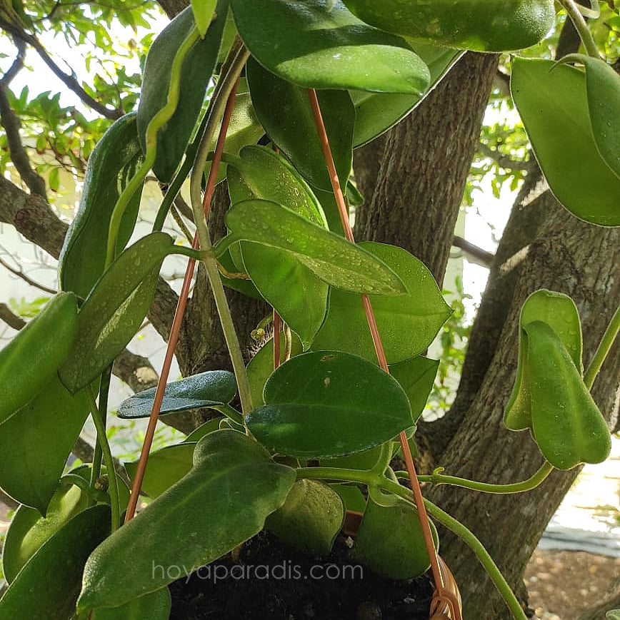 Plante Hoya calycina hoyaparadis.com Guadeloupe