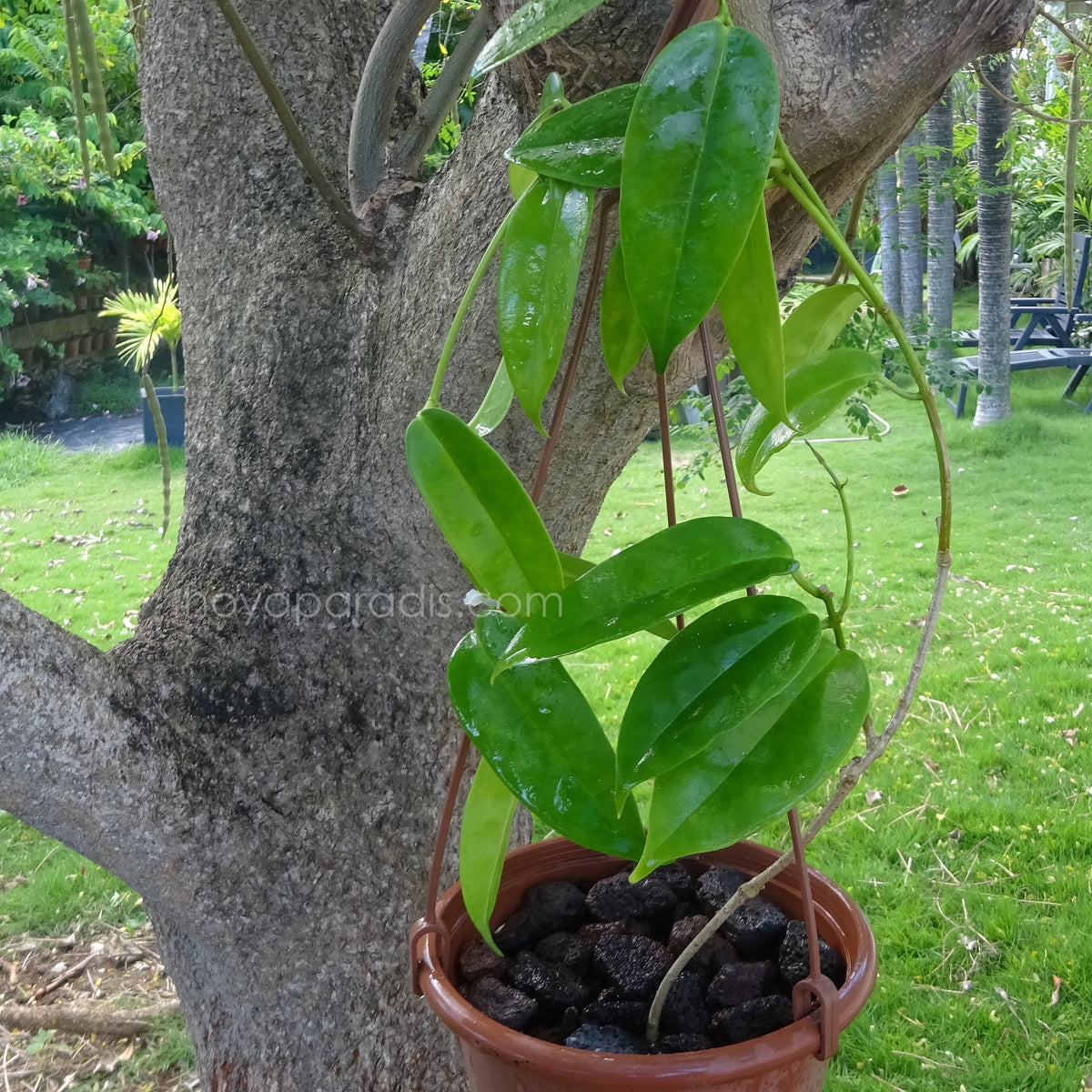 Plante Hoya coriacea hoyaparadis.com Guadeloupe