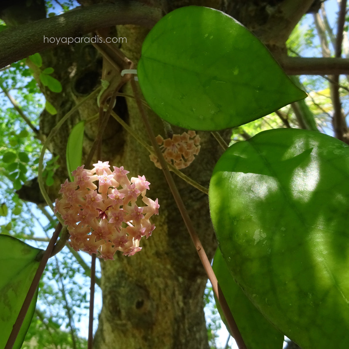 Plante Hoya CV JOY cultivée par Hoya Paradis en Guadeloupe