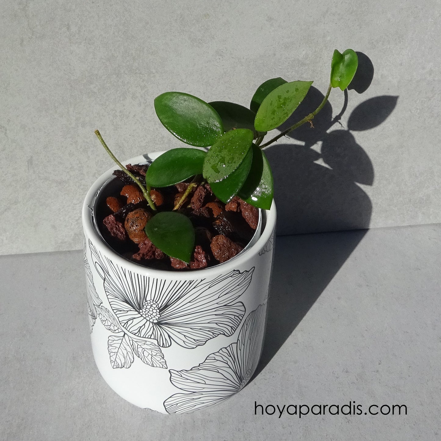 Bouture de Hoya cv Chouke, plante tropicale exotique proposée par Hoya Paradis en Guadeloupe