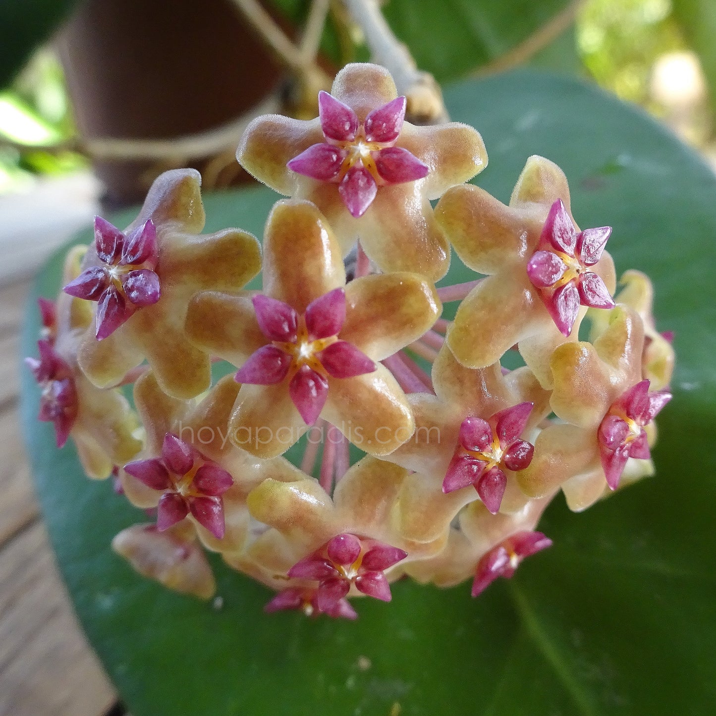 Fleur hoya fusco marginata
