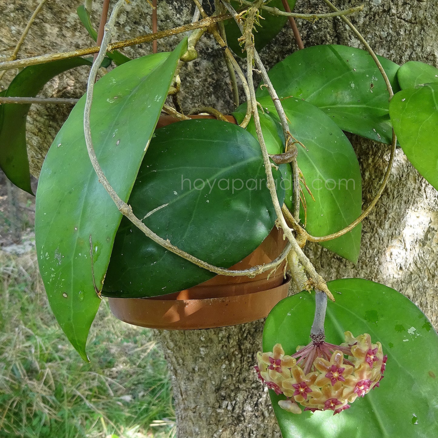 Hoya fuscomarginata au feuillage luxuriant – Hoya Paradis en Guadeloupe