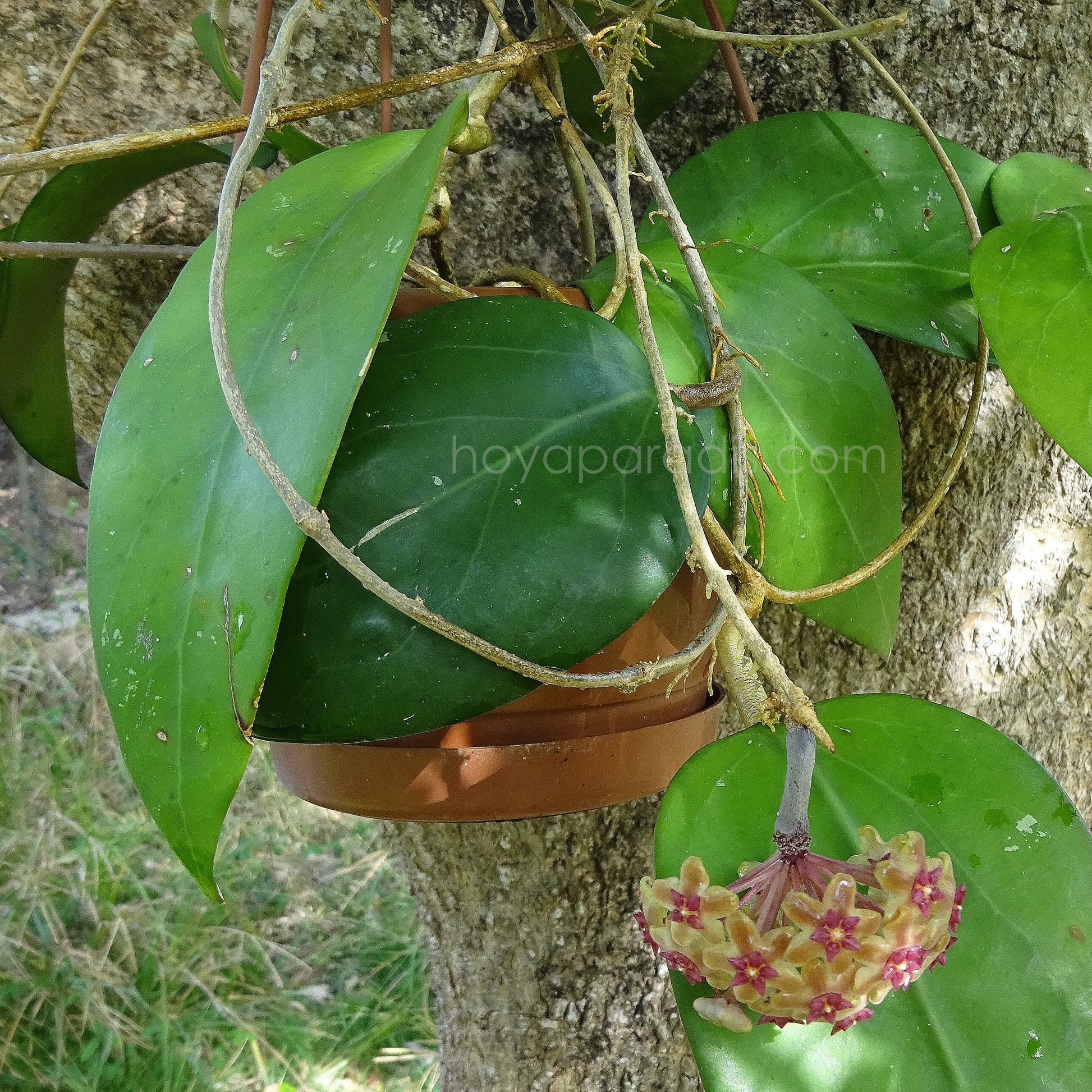 Hoya fuscomarginata au feuillage luxuriant – Hoya Paradis en Guadeloupe