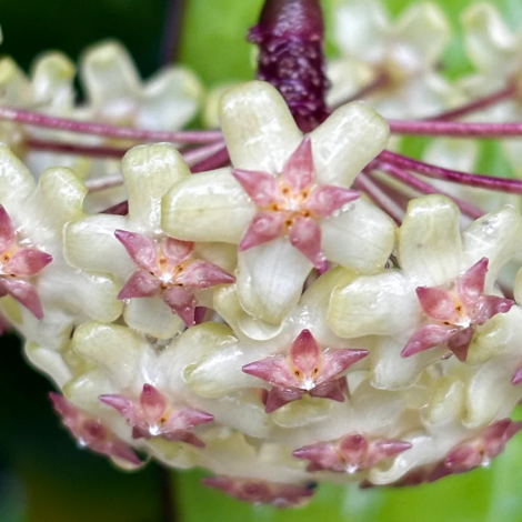 Fleur hoya fusco marginata