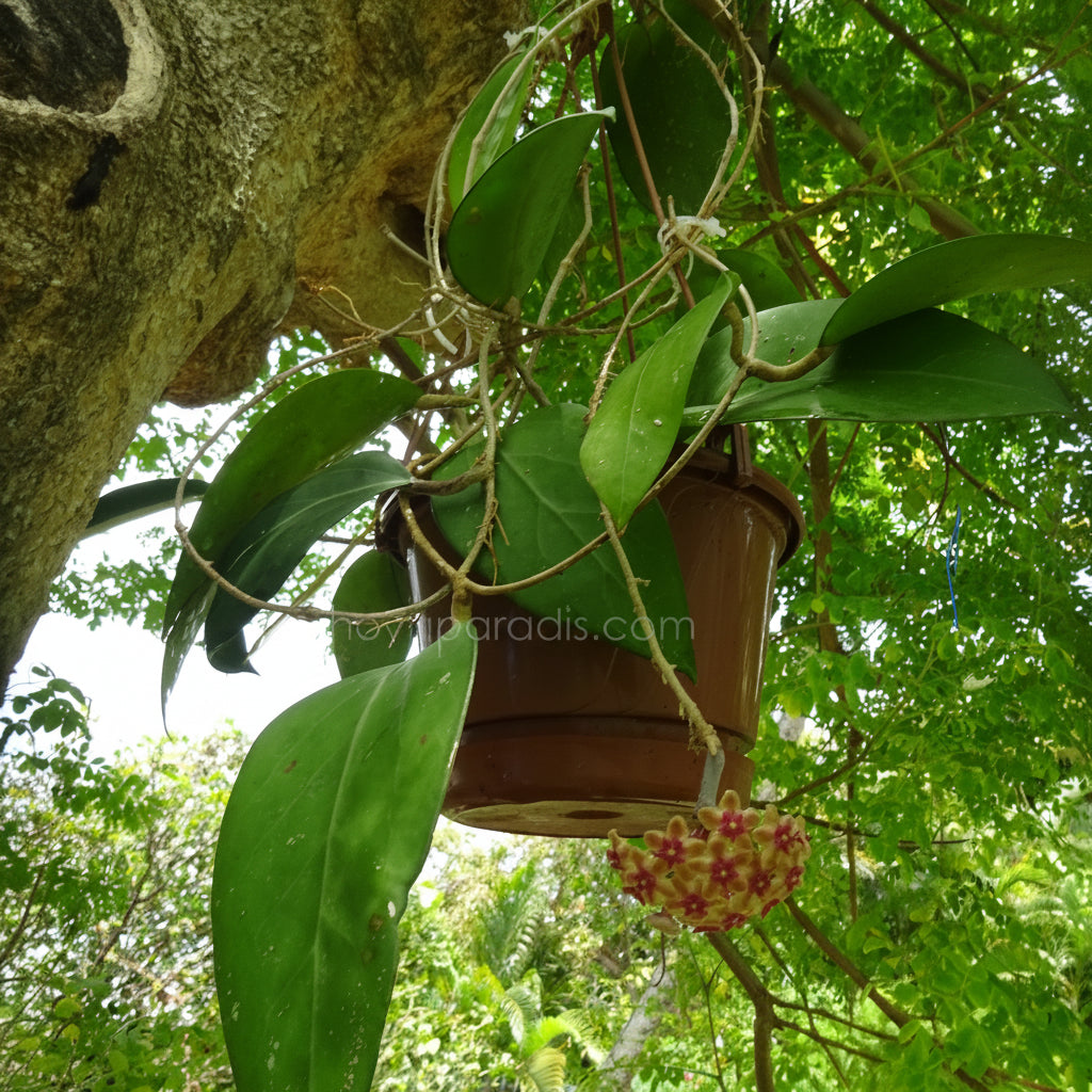 Plante Hoya fuscomarginata – Hoya Paradis en Guadeloupe