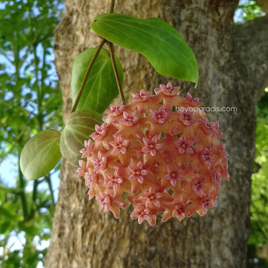 Fleur Hoya fitchii hoyaparadis.com Guadeloupe
