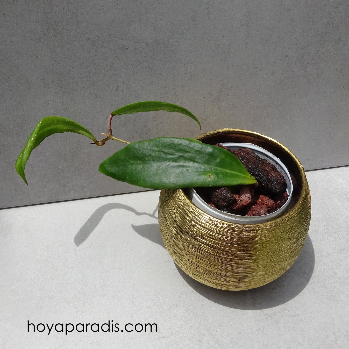 Hoya ilagiorum orange hoyaparadis.com en Guadeloupe