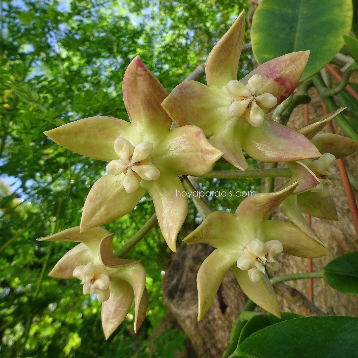 Fleur de Hoya imperialis Palawan – Hoya Paradis en Guadeloupe