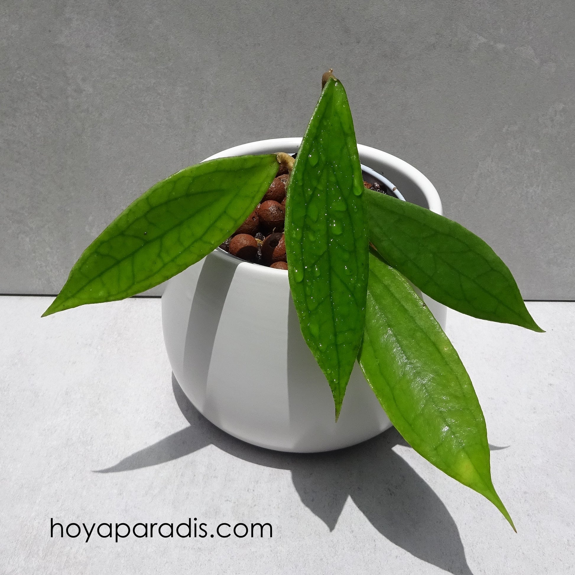 Bouture Hoya cv Jennifer hoyaparadis.com Guadeloupe