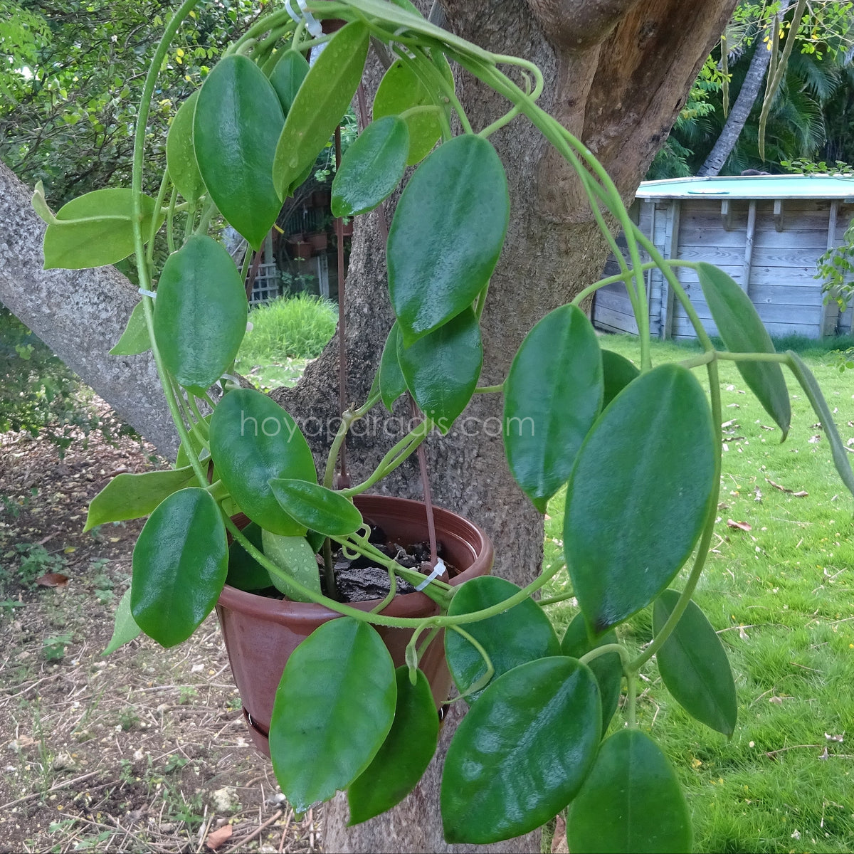 Plante Hoya Eriostemma lauterbachii hoyaparadis.com Guadeloupe