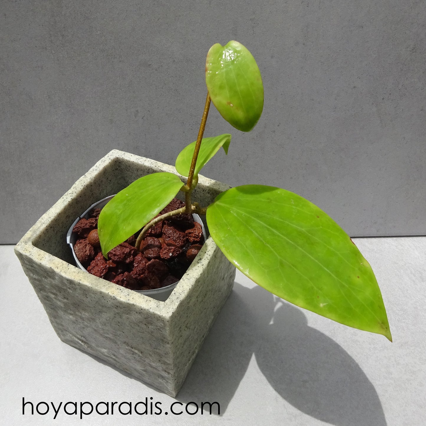 Bouture Hoya aldrichii ou IML 1418 proposée par Hoya Paradis