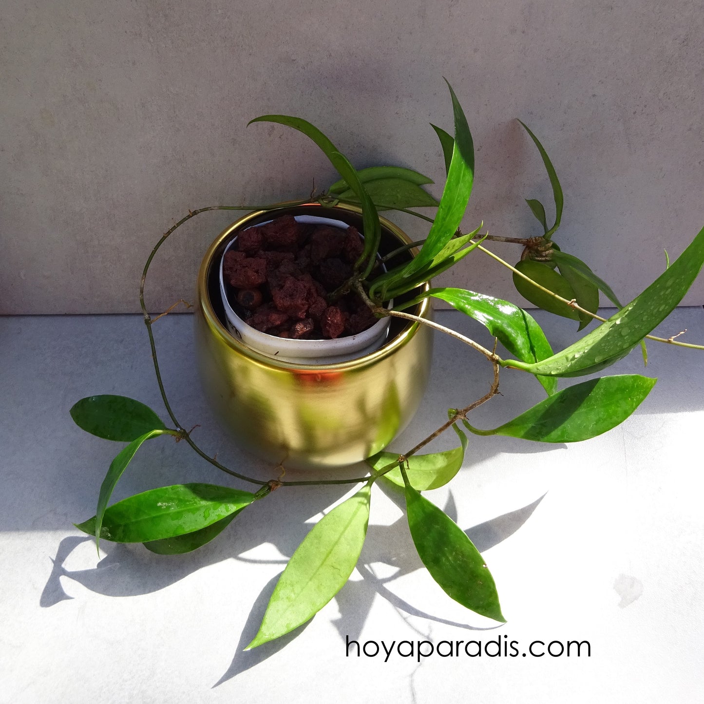Hoya sp Ambon