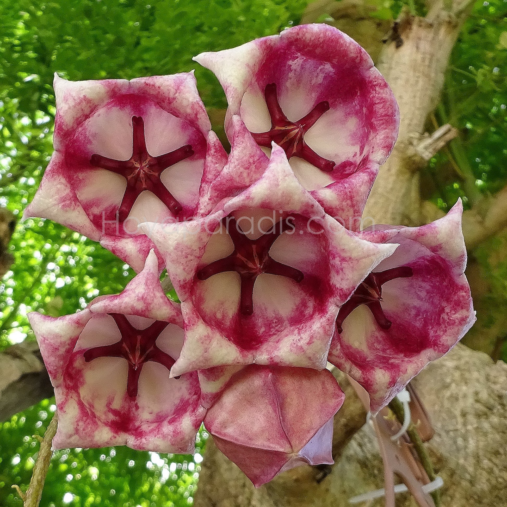 Fleur Hoya archboldiana pink Hoyaparadis.com Guadeloupe