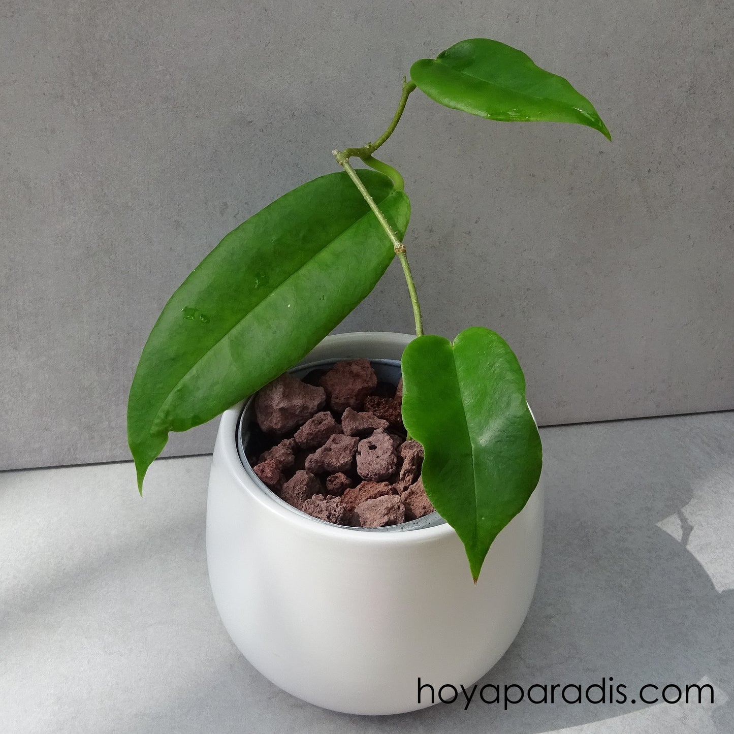 Bouture Hoya archboldiana white Hoya Paradis en Guadeloupe