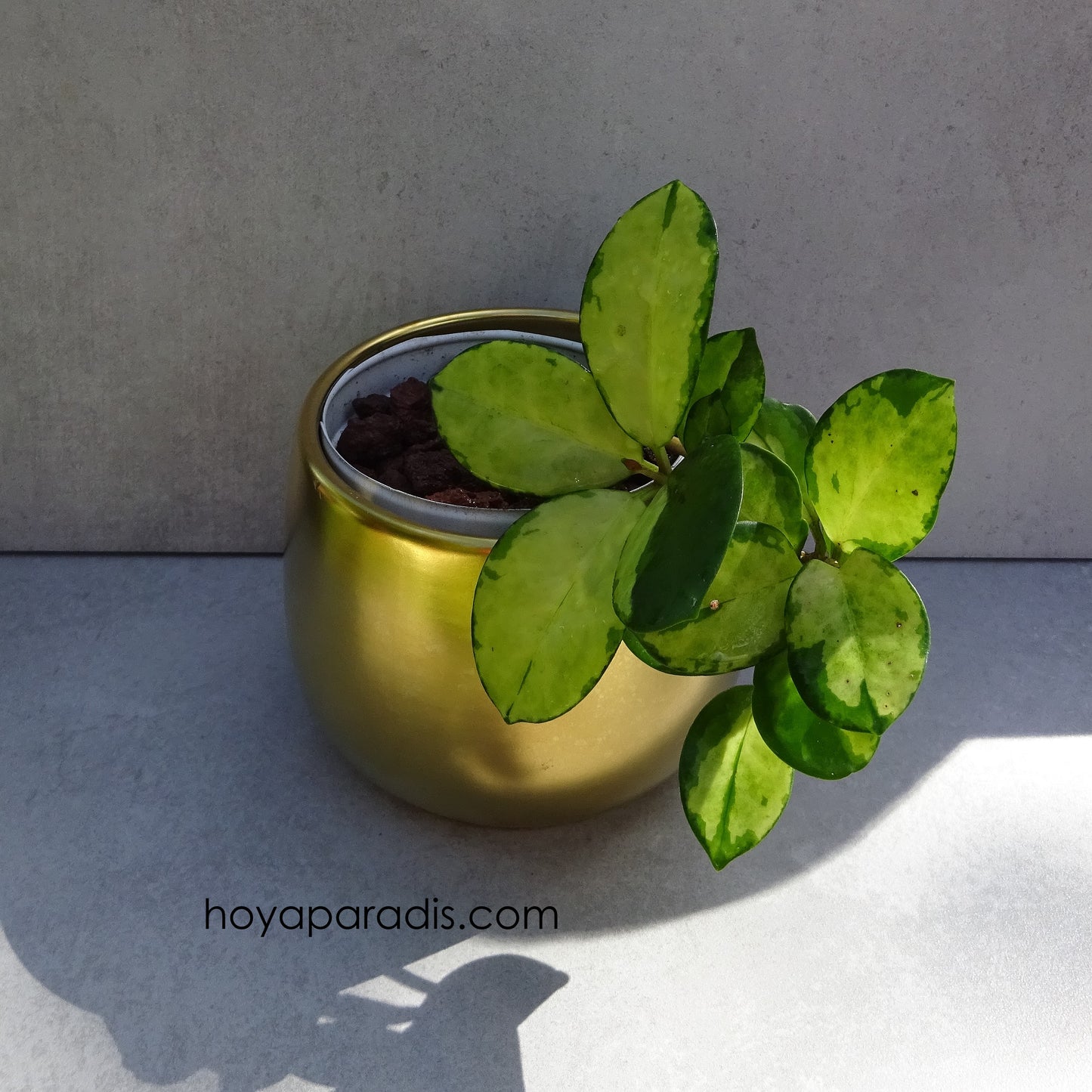 Bouture avancée de Hoya australis Lisa au feuillage original variegata et rose