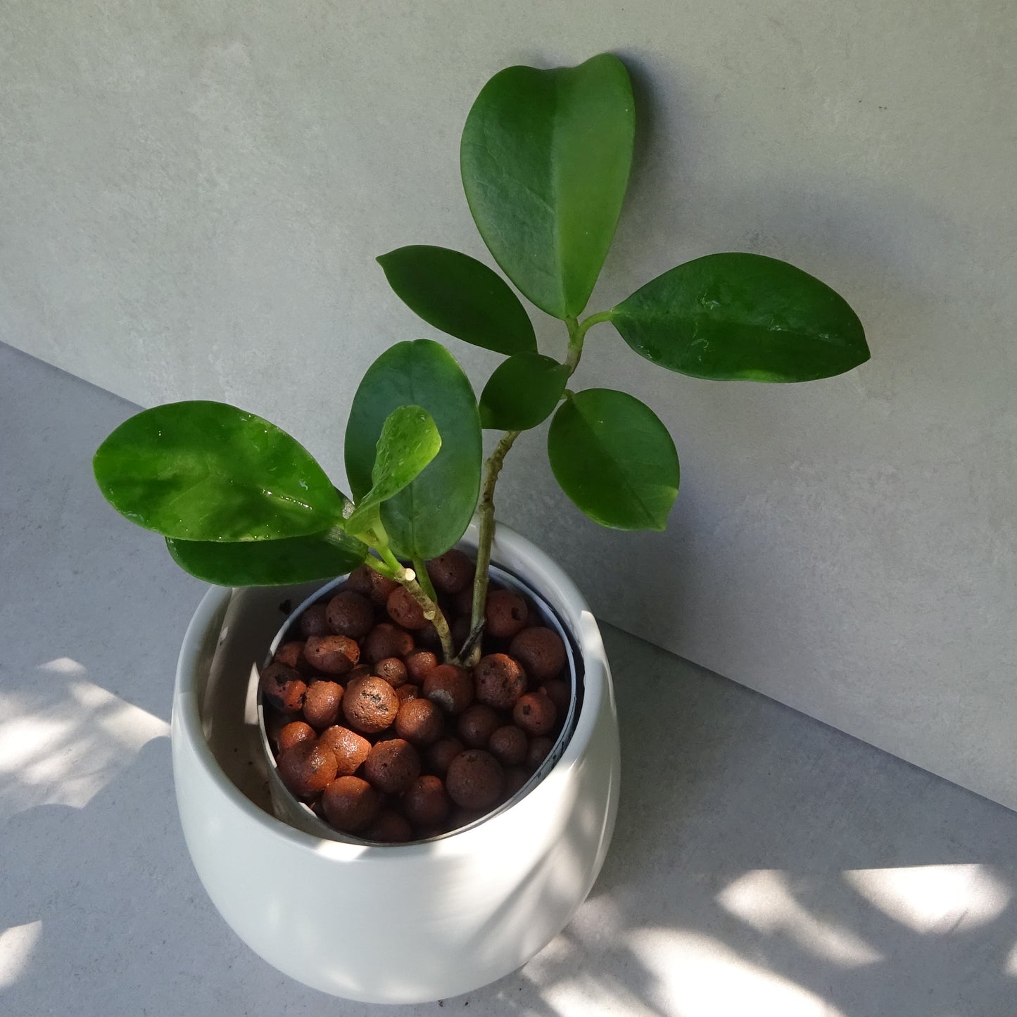 Bouture Hoya australis, plante tropicale cultivée par Hoya Paradis en Guadeloupe