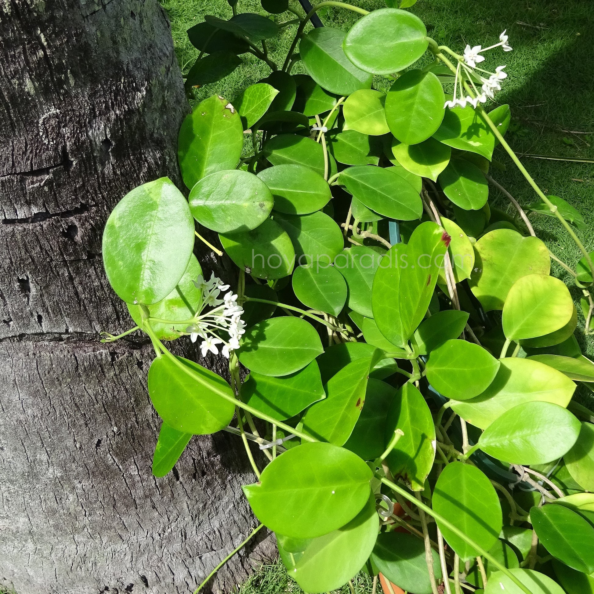 Hoya australis ssp. melanesica IML 0144, plante tropicale aux feuillage luxuriant cultivée par Hoya Paradis en Guadeloupe
