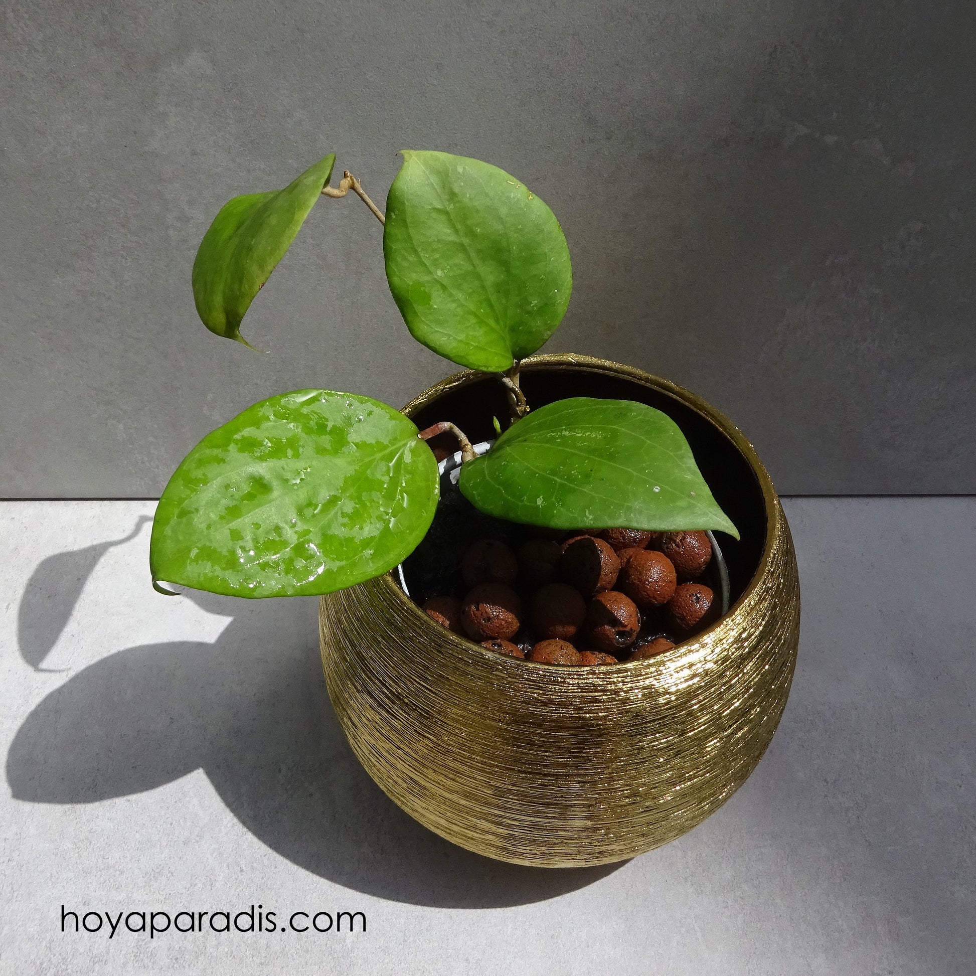 Bouture Hoya balaensis splash proposée par Hoya Paradis en Guadeloupe