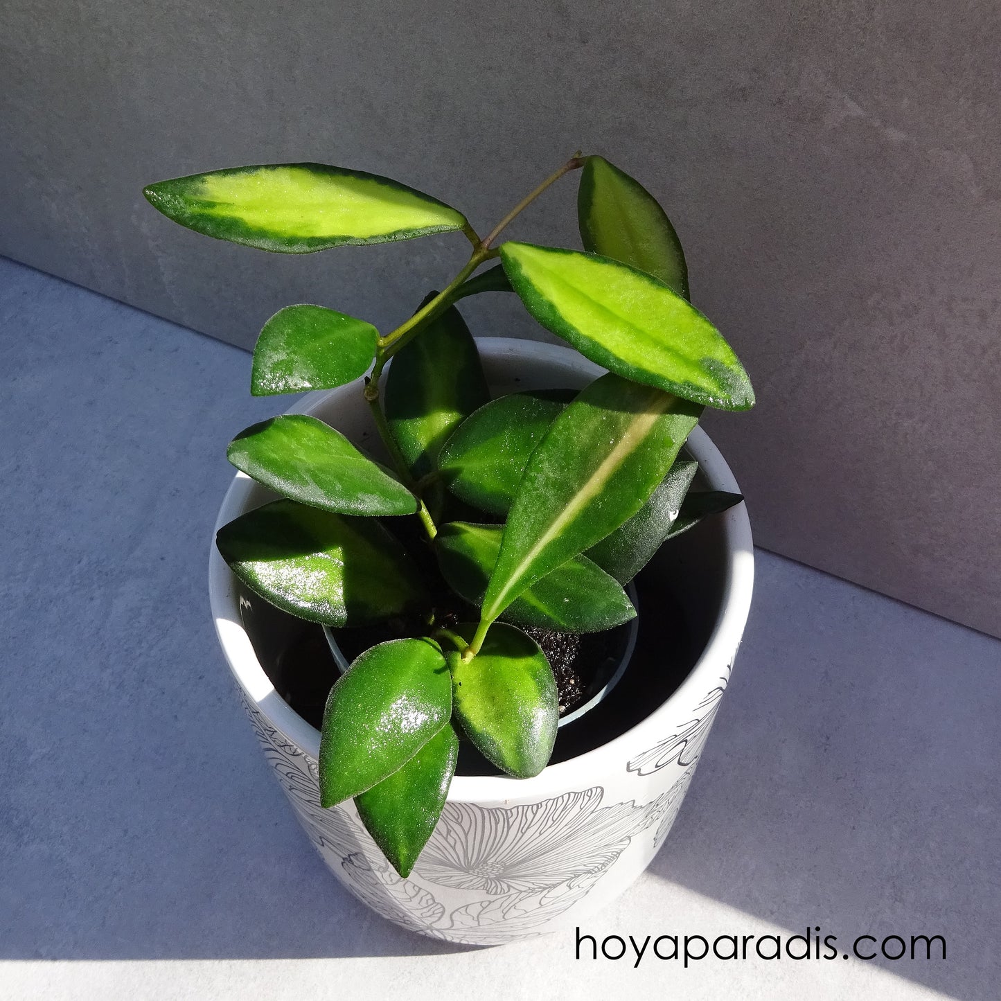 Bouture Hoya burtoniae au feuillage luxuriant variegata, plante tropicale exotique proposée par Hoya Paradis en Guadeloupe