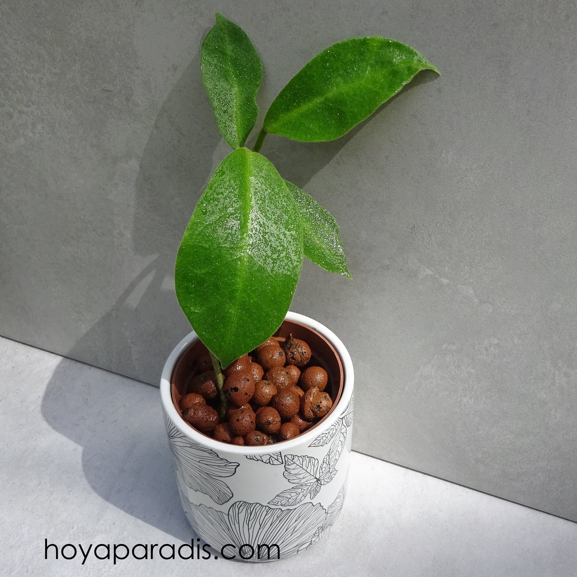 Bouture de Hoya calycina hoyaparadis.com Guadeloupe