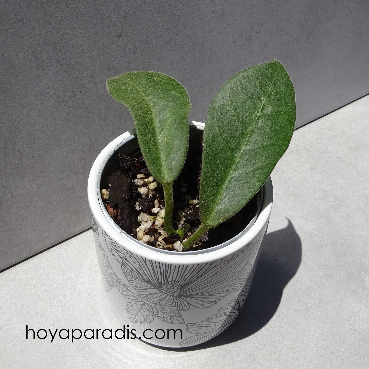 Bouture Hoya calycina hoyaparadis.com Guadeloupe