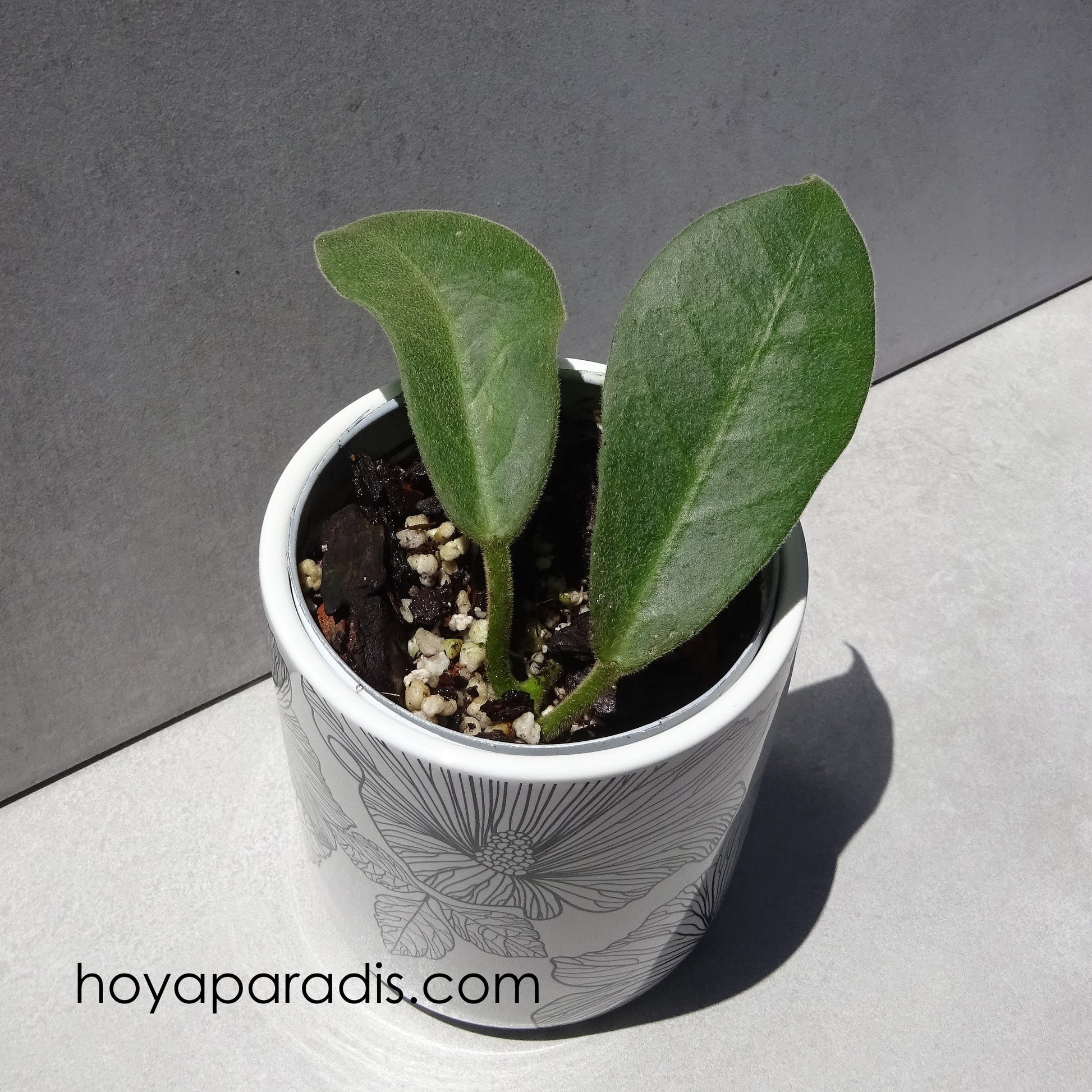 Bouture Hoya calycina hoyaparadis.com Guadeloupe