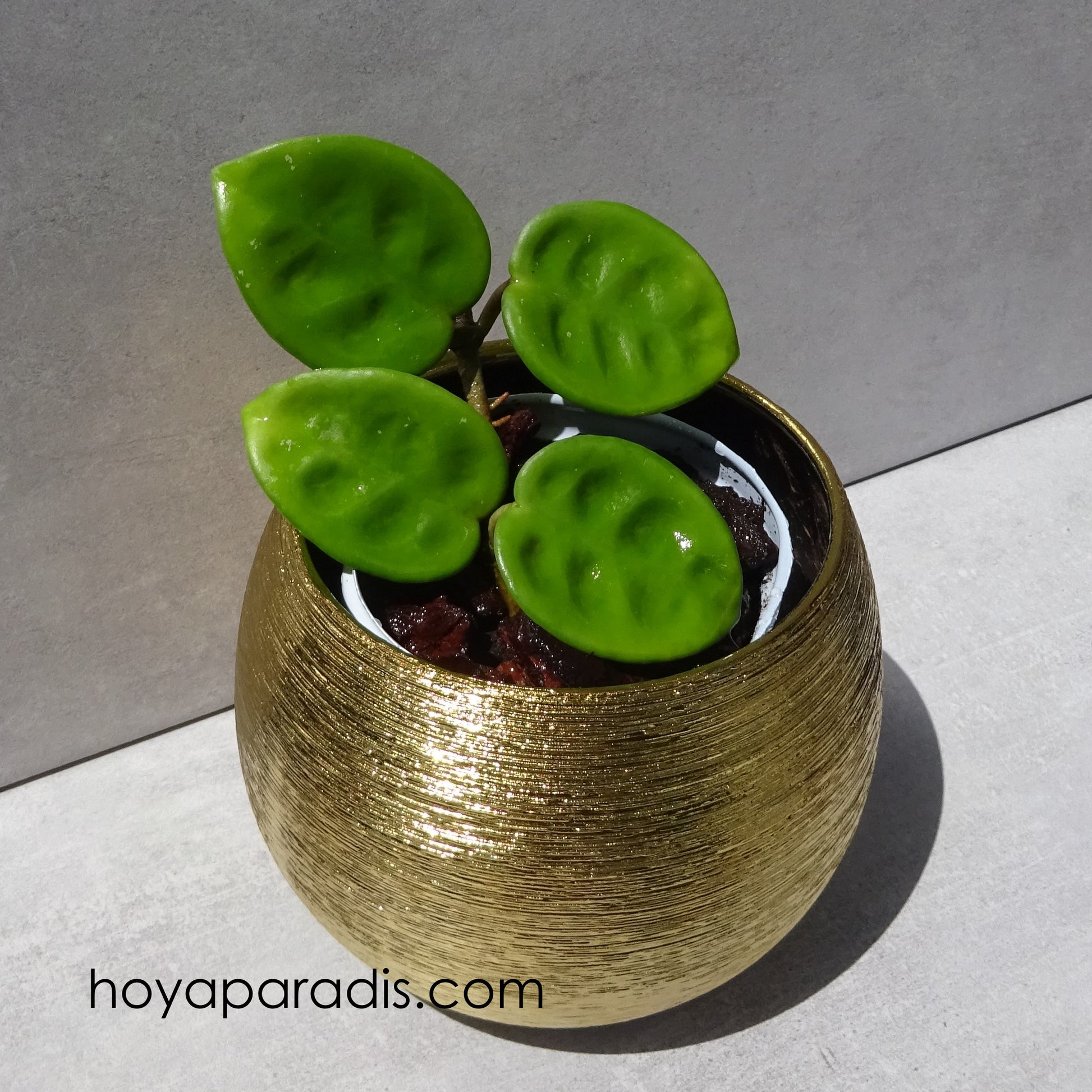 Bouture hoya carnosa krinkle 8 hoyaparadis.com Guadeloupe
