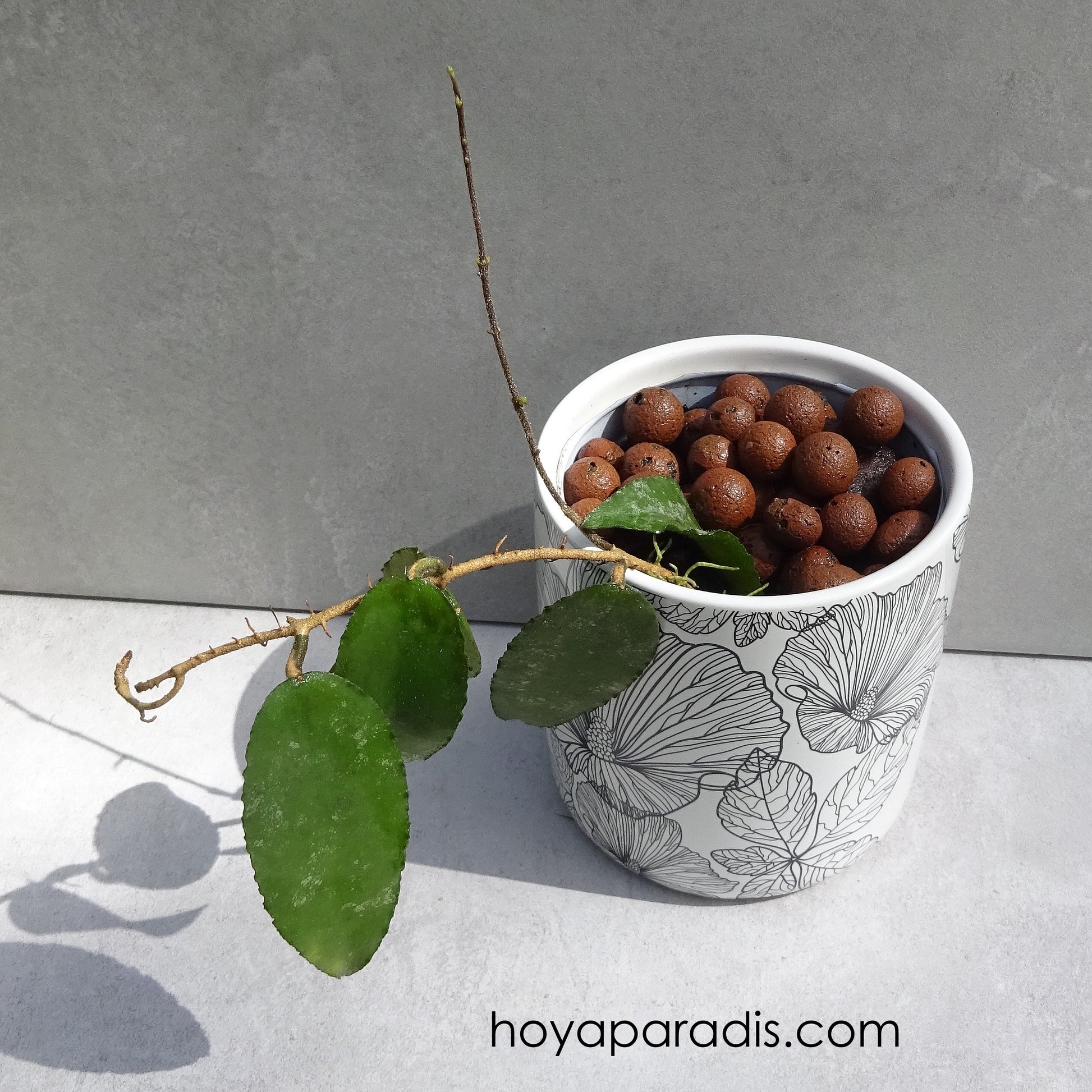 Bouture de Hoya caudata  Sumatra hoyaparadis.com Guadeloupe