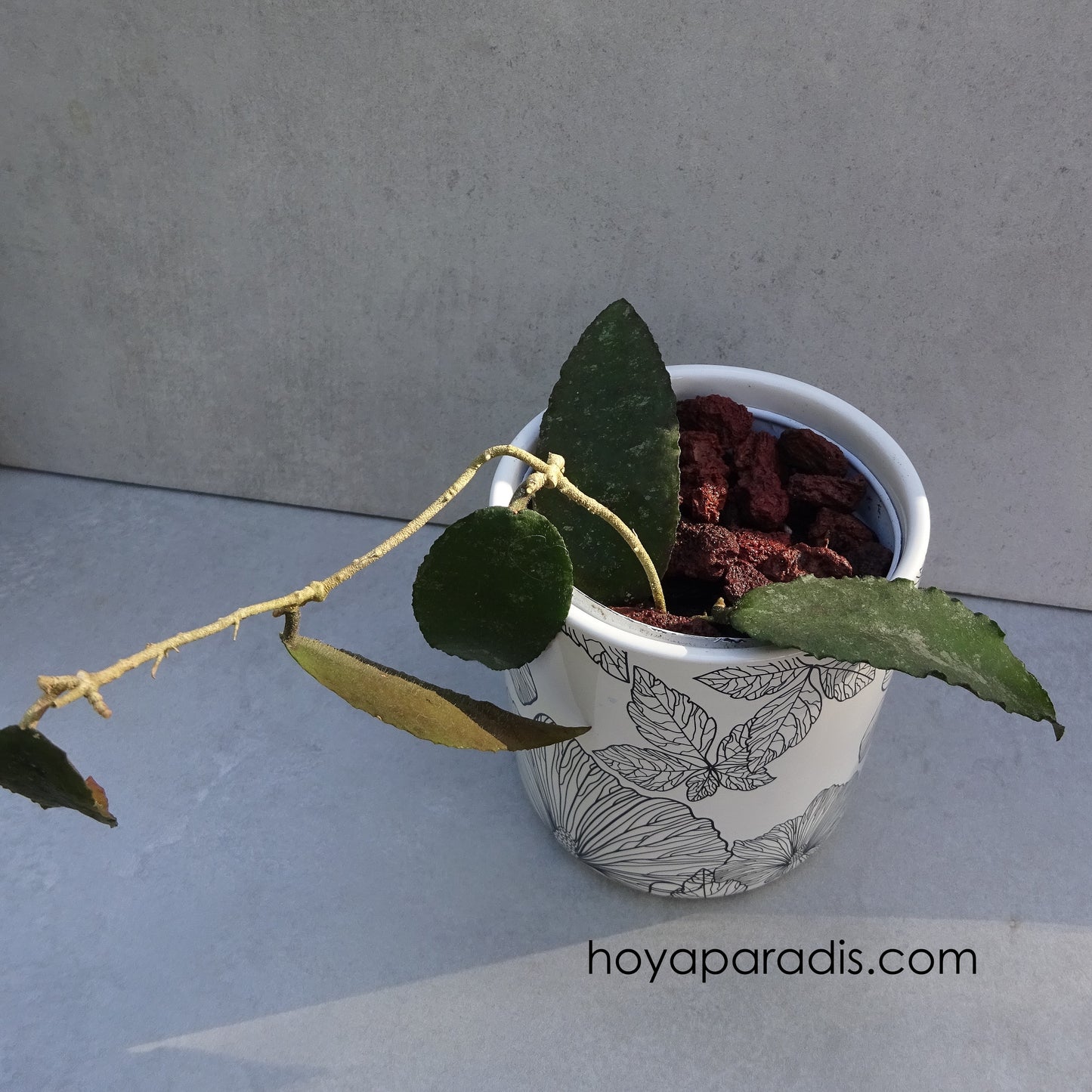 Bouture Hoya caudata  Sumatra par Hoya Paradis en Guadeloupe