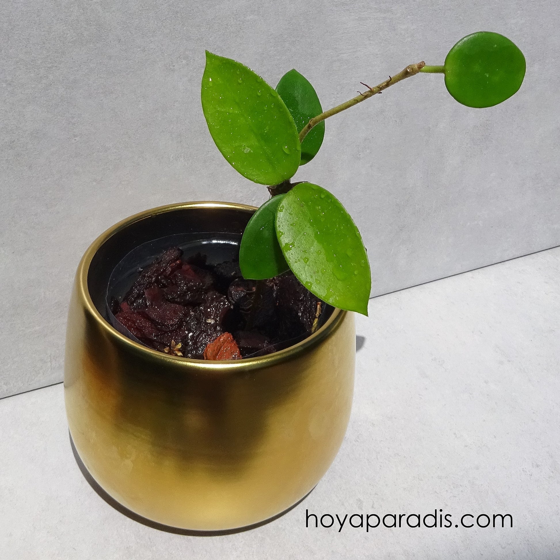 Bouture Hoya cv Chouke hoyaparadis.com Guadeloupe