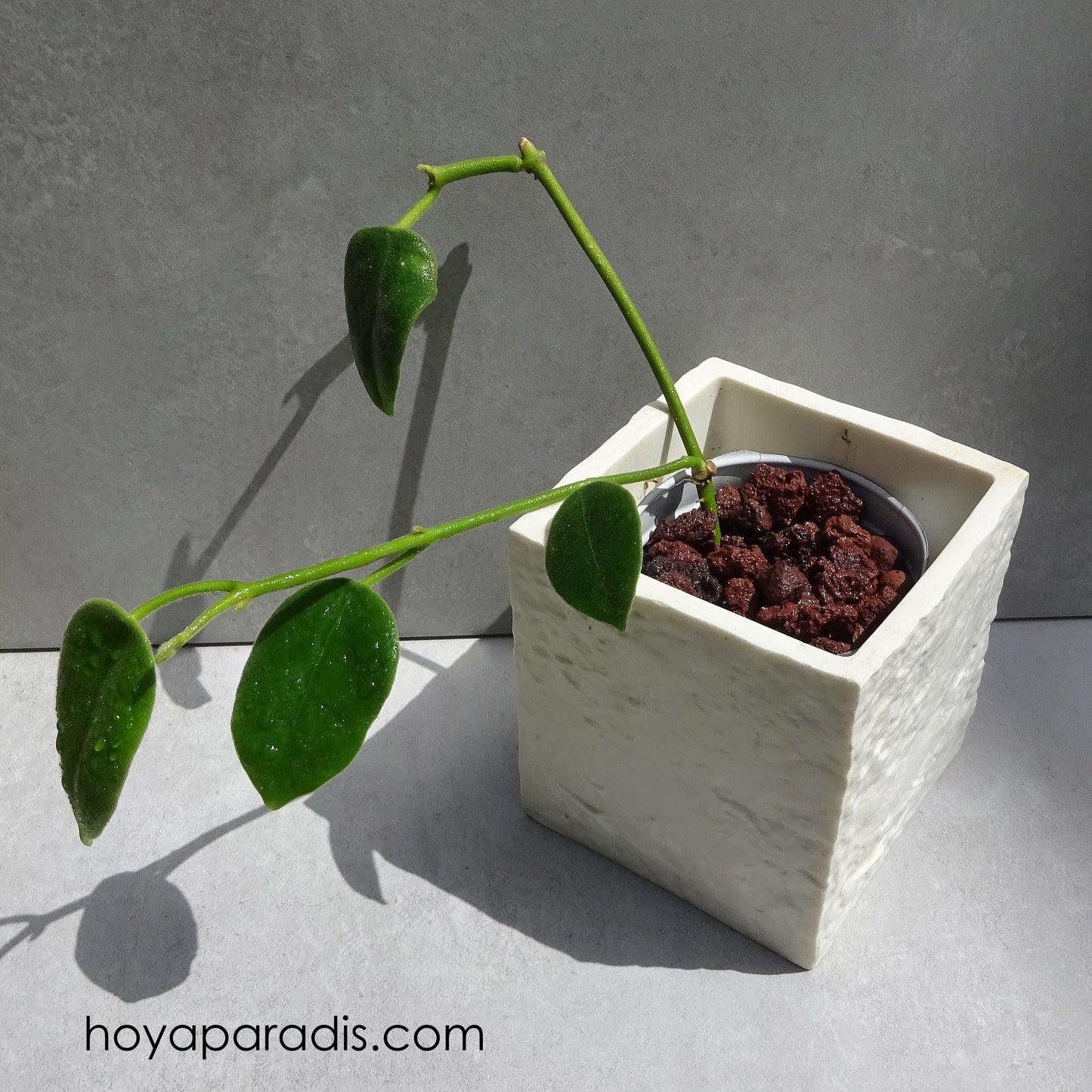 Bouture Hoya Eriostemma ciliata Hoyaparadis.com Guadeloupe