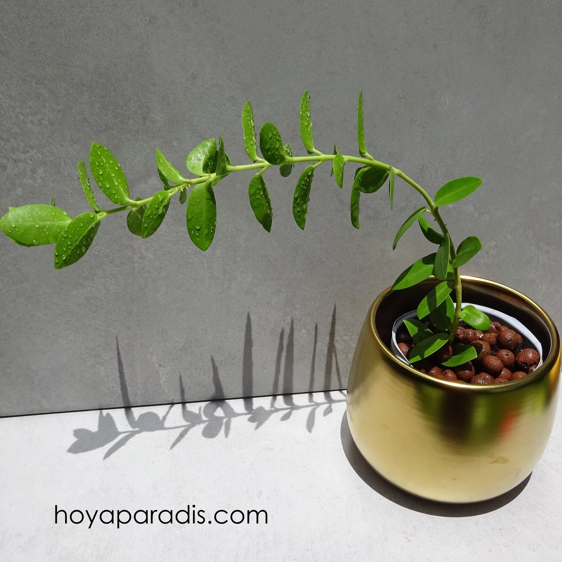 Bouture Hoya cumingiana hoyaparadis.com Guadeloupe