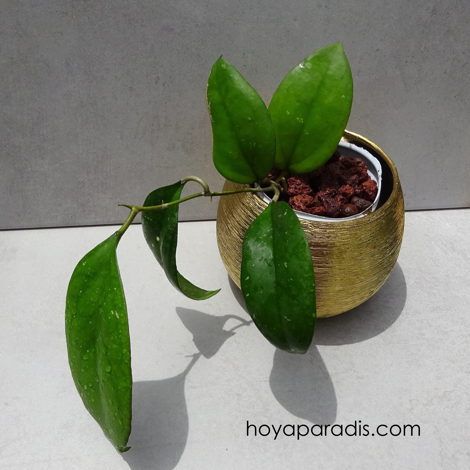 Bouture Hoya cv Joy hoyaparadis.com en Guadeloupe
