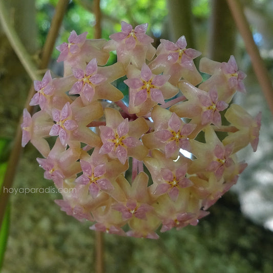 Fleur de Hoya CV JOY cultivée par Hoya Paradis en Guadeloupe