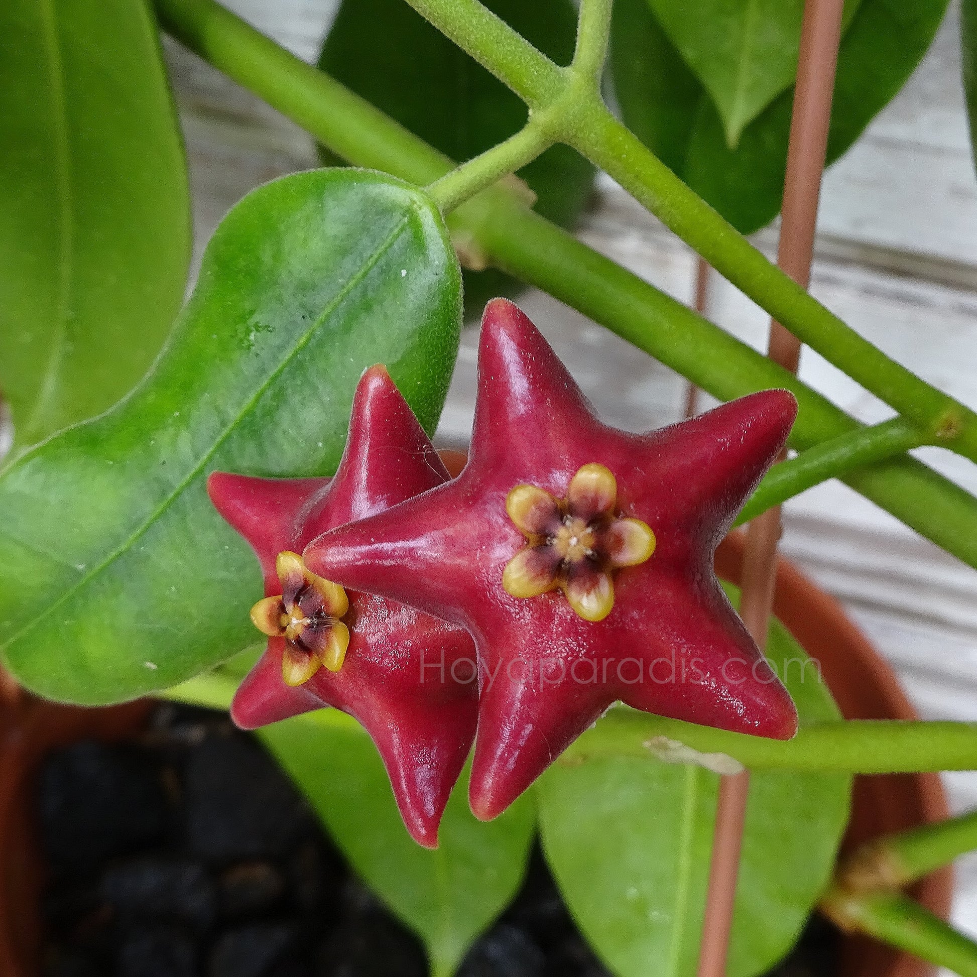 Fleur Hoya Eriostemma cv Monette Hoyaparadis.com Guadeloupe