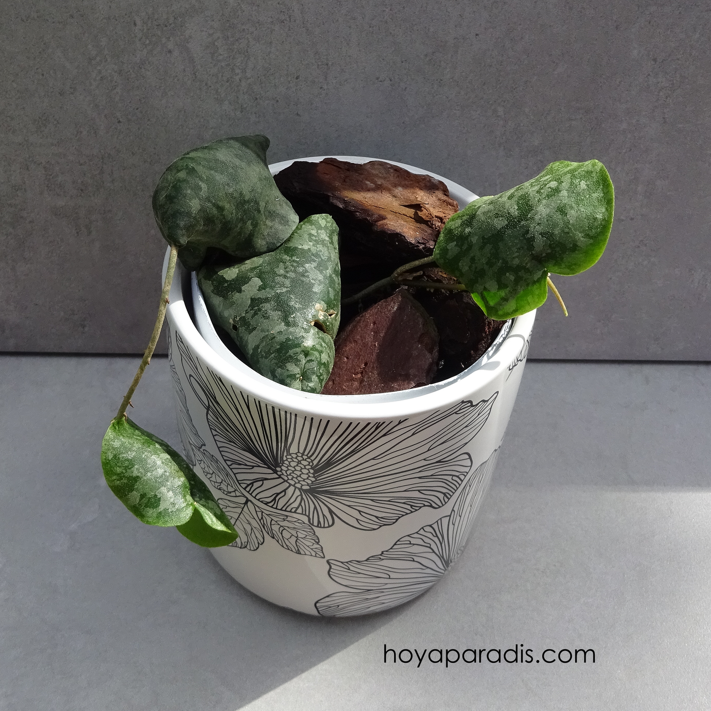 Hoya imbricata (rare)