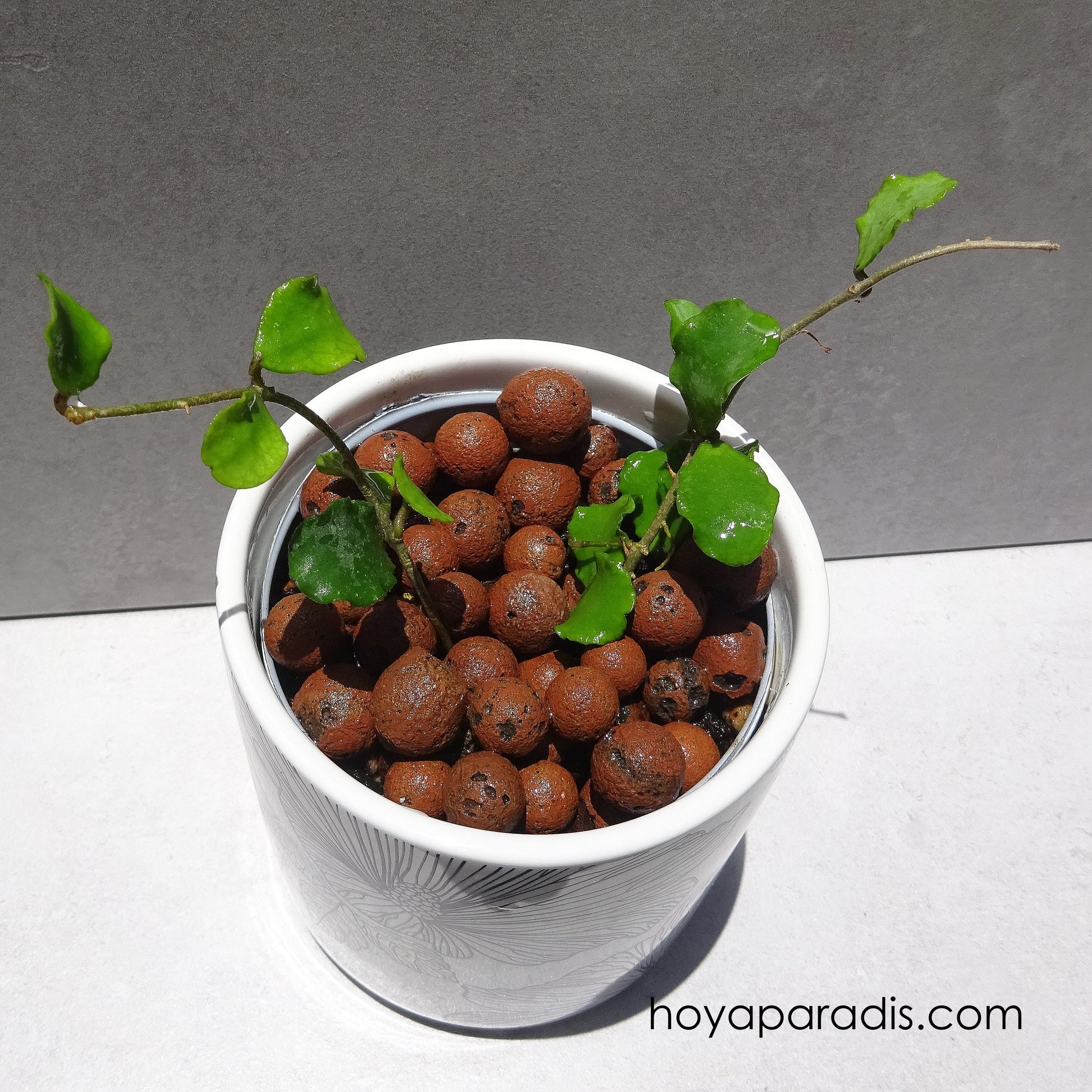 Bouture Hoya kanyakumariana hoyaparadis.com Guadeloupe