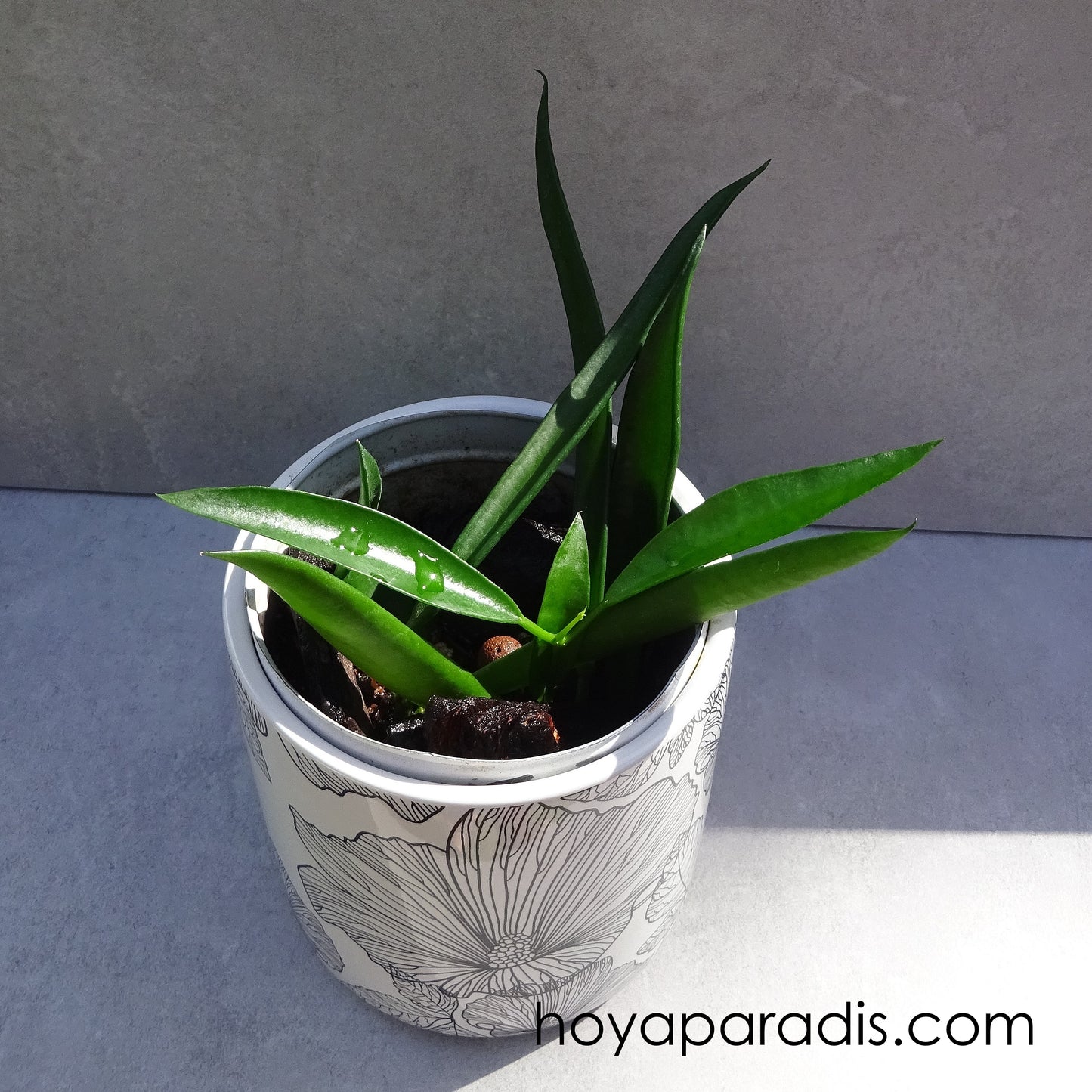 Bouture Hoya longifolia (rare) – Hoya Paradis en Guadeloupe