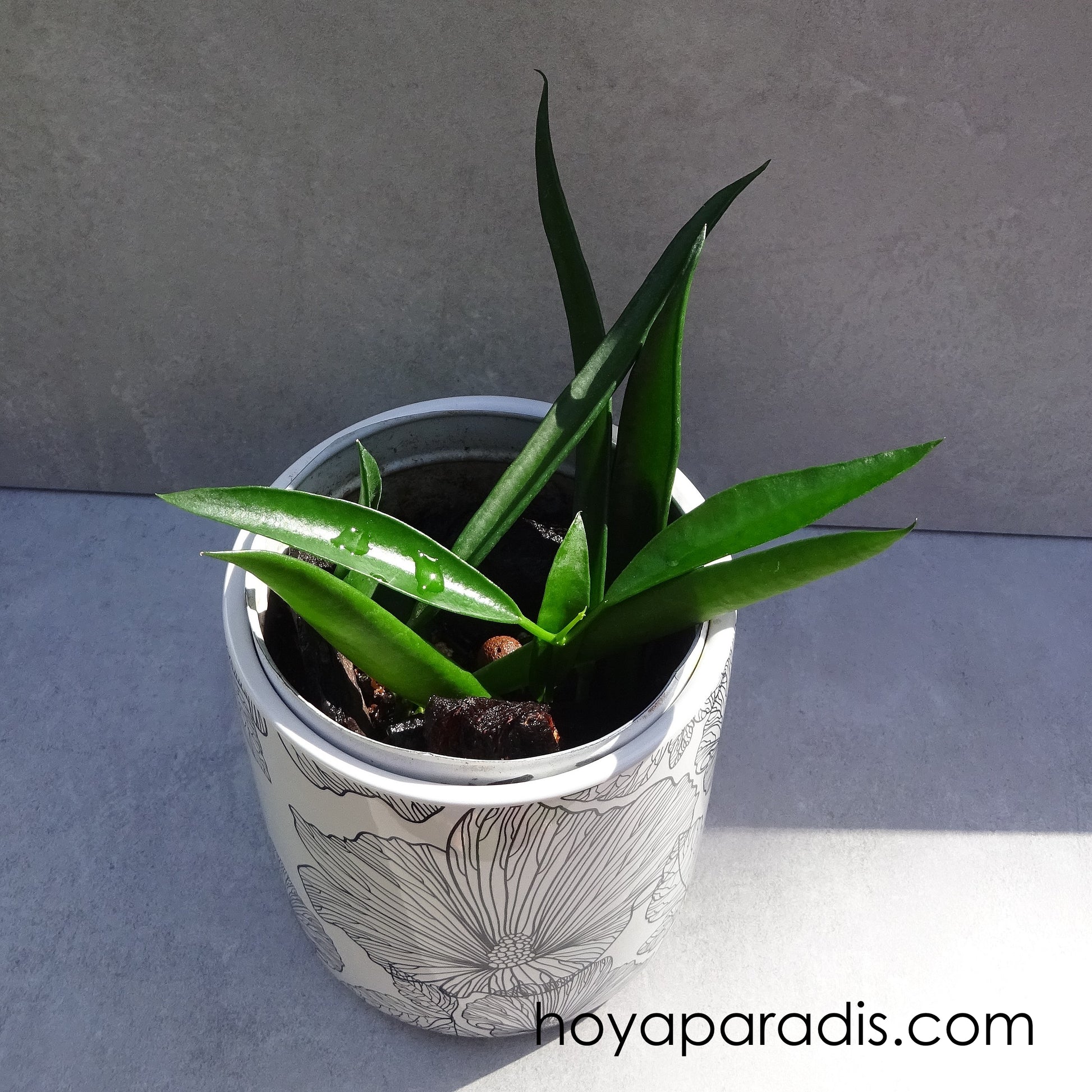 Bouture Hoya longifolia (rare) – Hoya Paradis en Guadeloupe