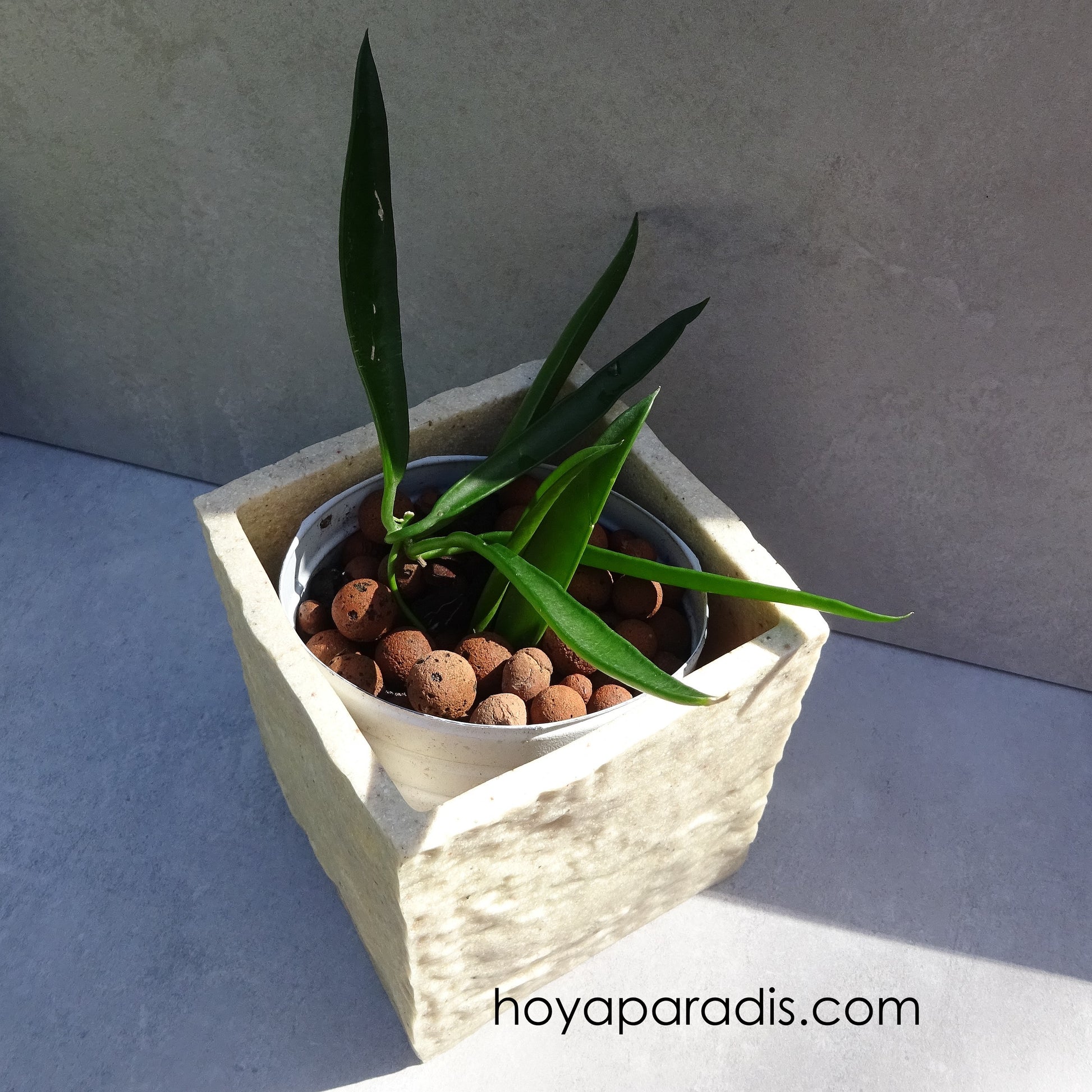 Bouture Hoya longifolia (rare) – proposé par Hoya Paradis en Guadeloupe