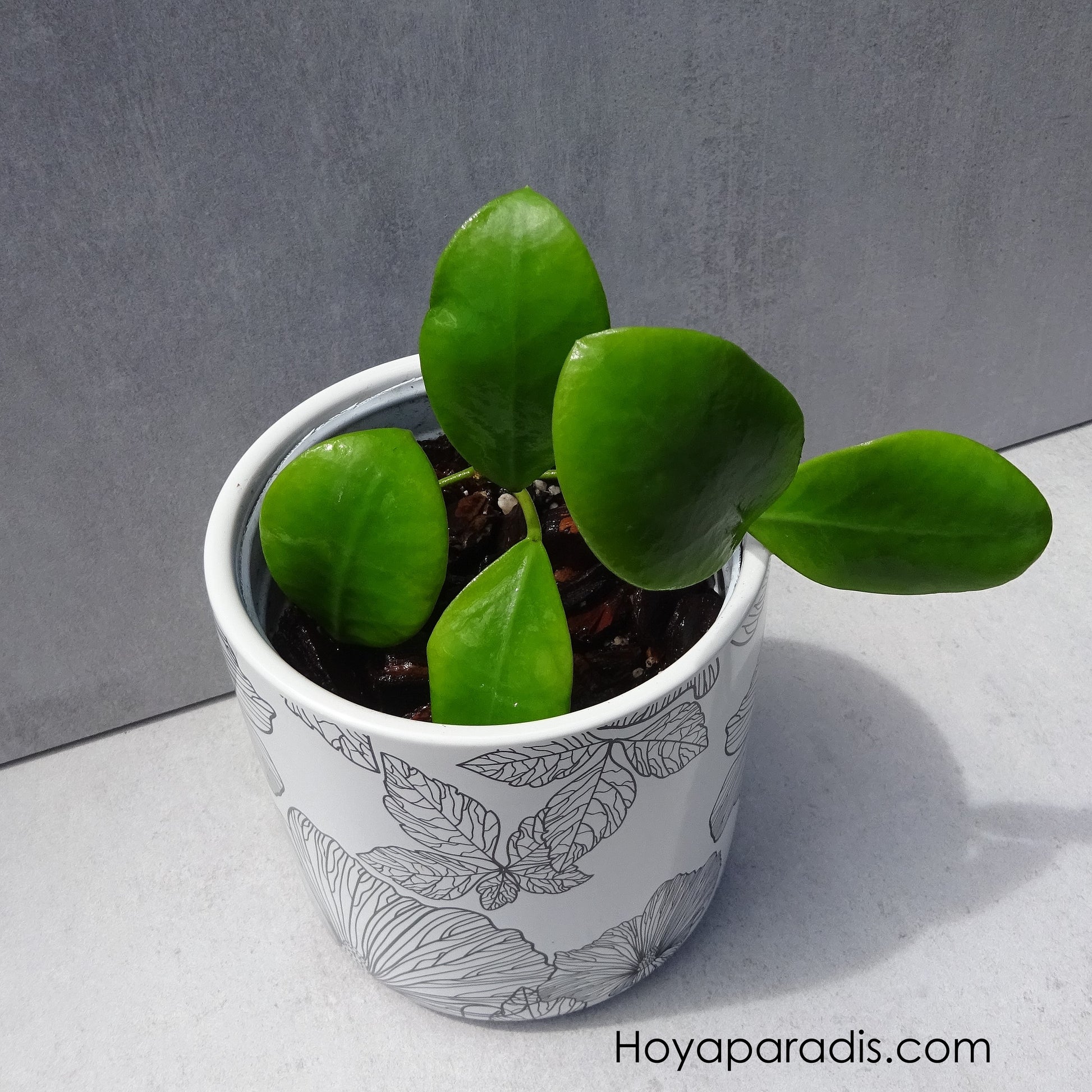 Bouture Hoya lucardenasiana Hoyaparadis.com Guadeloupe