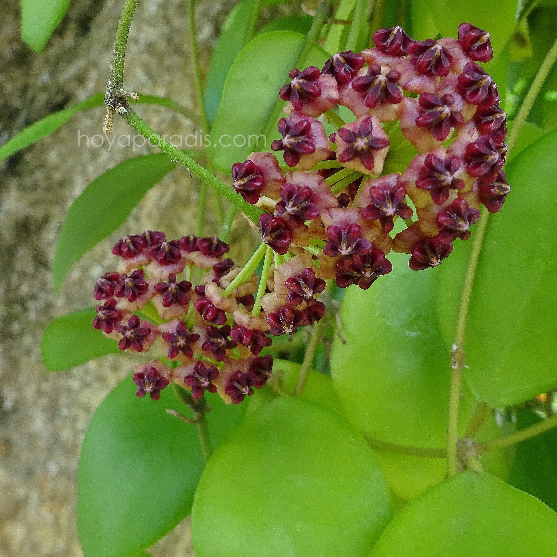 Fleur hoya lucardenasiana hoyaparadis.com Guadeloupe