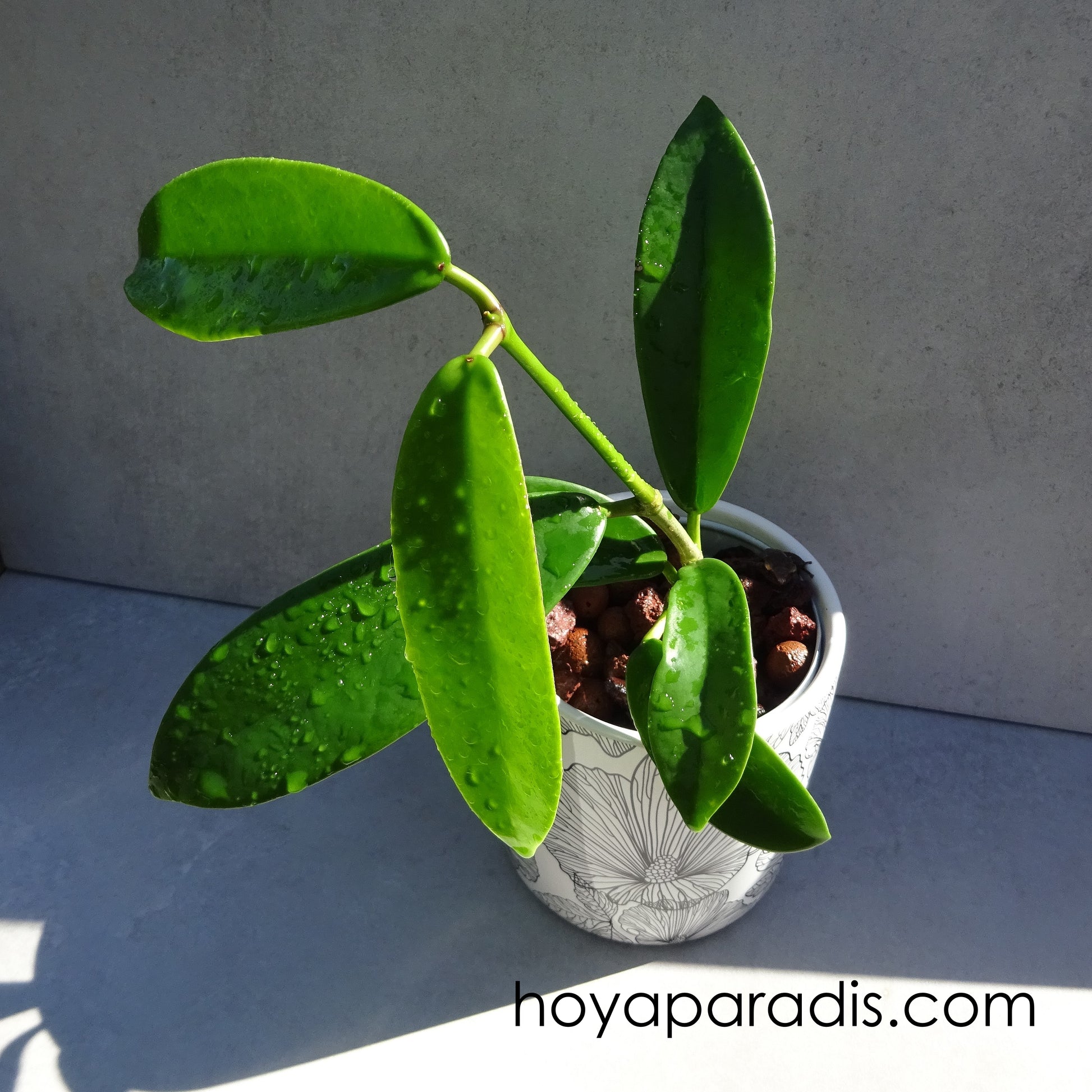 Bouture Hoya méliflua au feuillage luxuriant proposé par Hoya Paradis en Guadeloupe