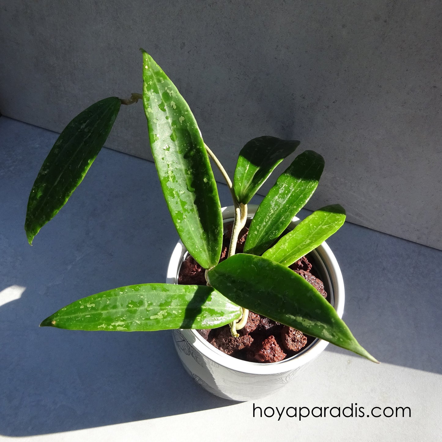 Bouture Hoya sp miari jaya 58 au feuillage luxuriant – Hoya Paradis en Guadeloupe