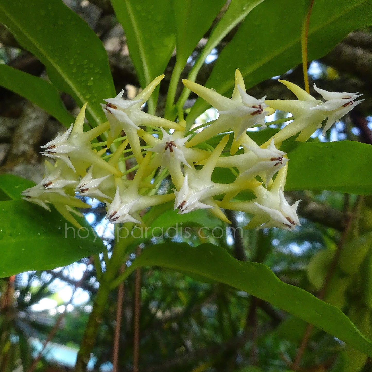 Hoya Multiflora