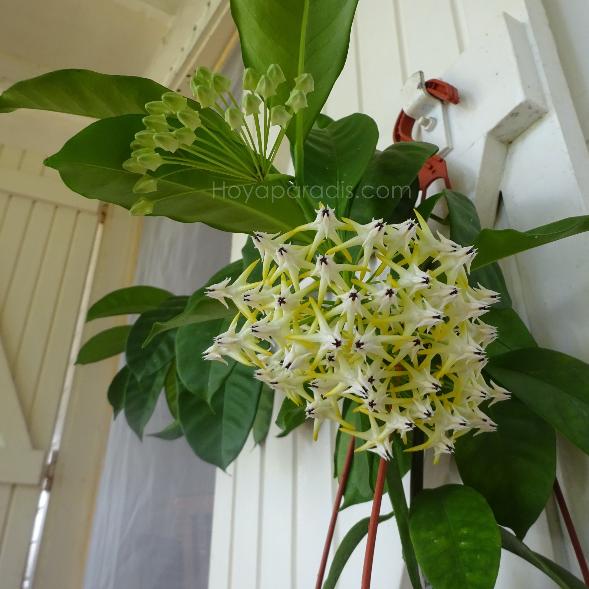 Plante Hoya Multiflora Hoyaparadis.com Guadeloupe