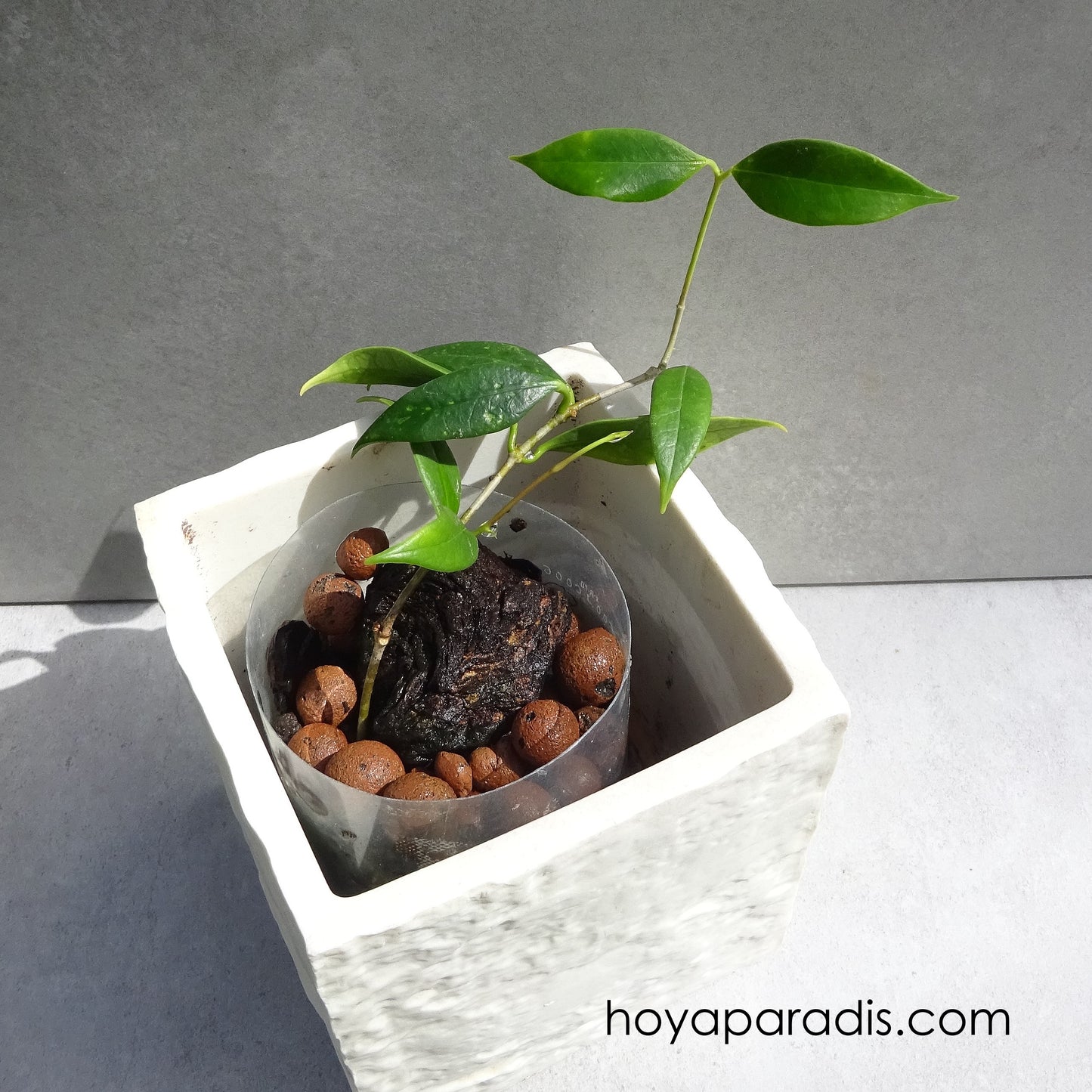 Bouture de Hoya odorata, plante tropicale rare cultivée par Hoya Paradis en Guadeloupe