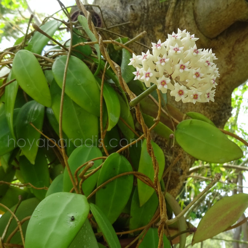 Plante et fleur Hoya parasitica green flowers  – Hoya Paradis en Guadeloupe